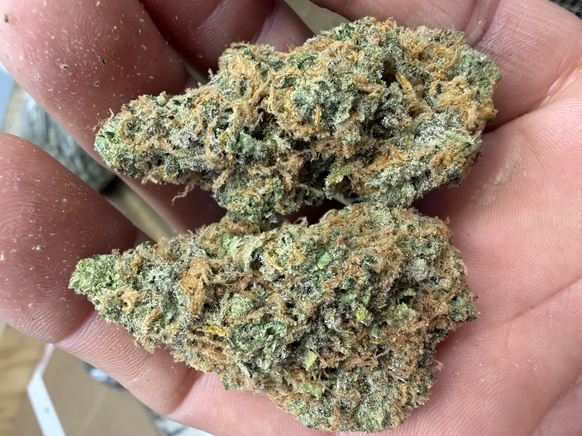 Alaskan Thunderfuck Flower